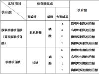 rnadna区别