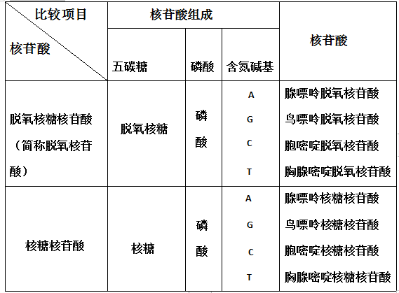 rnadna区别