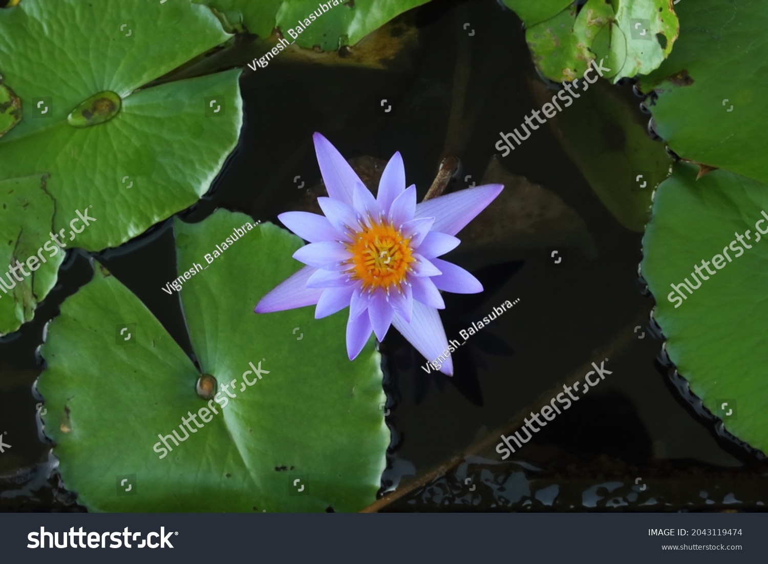 violet和purple的区别