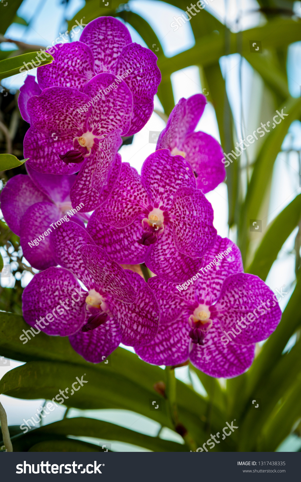 violet和purple的区别