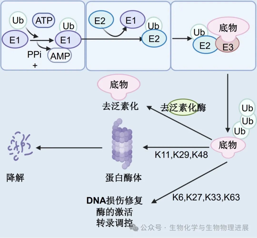 泛化包含的区别 泛化是一种什么关系 